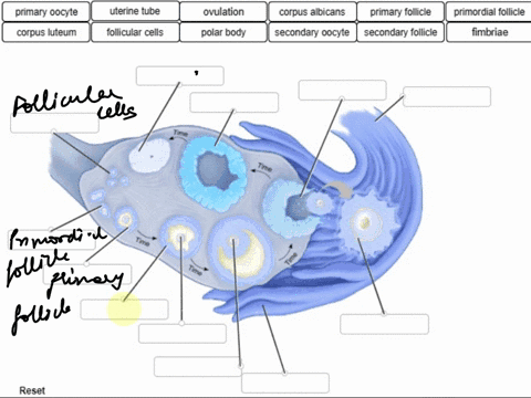 label-the-varlous-stages-of-oogenesis-be-careful-not-to-confuse-oocytes-with-follicles-when-assigning-terms-the-terms-secondaryandprimary-primary-oocyte-uterine-tube-ovulation-corpus-albican-90172