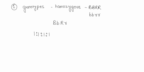 cot-guinca-pigs-the-allele-for-black-coat-color-b-is-dominant-over-the-allele-for-white-color-b-at-allale-for-rough-coat-r-dominant-over-indepcndently-assorting-locus-allele-for-smooth-coat-17212