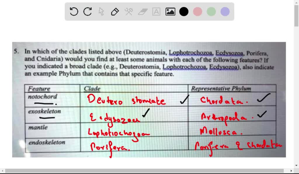 SOLVED: In which of the clades listed above (Deuterostomia