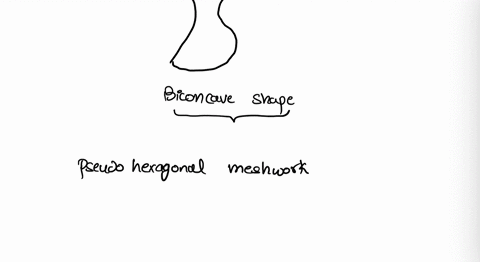 how-does-the-structure-of-a-human-red-blood-cell-support-its-function-59492