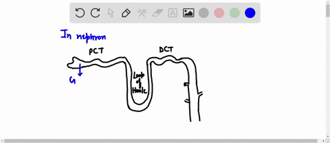 in-the-nephron-water-is-reabsorbed-from-the-filtrate-in-all-but-which-one-of-the-following-structures-collecting-ducts_-proximal-convoluted-tubules-distal-convoluted-tubules_-ascending-loop-01405