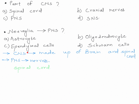 question-1-which-of-the-following-part-of-central-nervous-system-a-spinal-chord-b-cranial-nerves-c-parasympathetic-nervous-system-dsomatic-nervous-system-question-2-which-of-the-following-ty-86444