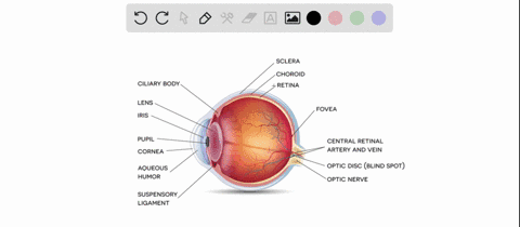 the-________-is-a-small-indentation-of-the-retina-that-contains-cones-a-optic-chiasm-b-optic-nerve-c-4254