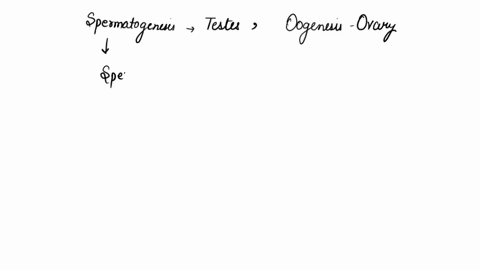 what-are-the-similarities-and-differnces-between-spermatogenesis-and-oogenesis-90776