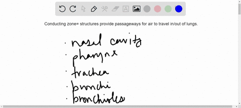 what-are-the-structures-of-the-conducting-zone-of-the-respiratory-system-39108