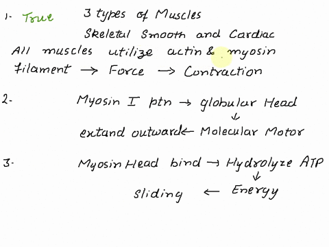 all-types-of-muscle-contain-actin-and-myosin-myofilaments-true-or-false-each-myosin-protein-has-a-globular-head-that-extends-outward-from-the-myosin-filament-true-or-false-unflexing-of-the-m-39753