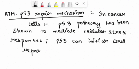 describe-the-atm-p53-repair-pathway-in-normal-cells-and-cancerous-cells-44269