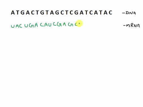 the-template-strand-of-a-segment-of-a-double-helical-dna-contains-the-sequence-atgactgtagctcgatcatac-if-this-template-strand-was-transcribed-to-produce-mrna-what-would-be-the-mrna-sequence-t-37405