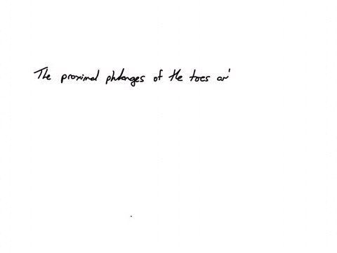 the-proximal-phalanges-of-the-toes-articulate-with-what-bones-in-the-arch-of-the-foot