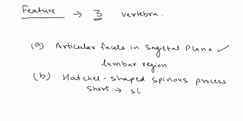 which-three-of-the-following-are-features-typical-of_-vertebra-from-the-above-stated-region-darticular-facets-in-the-sagittal-plane-bifid-spinous-process-qarticular-facets-in-the-coronal-pla-85575