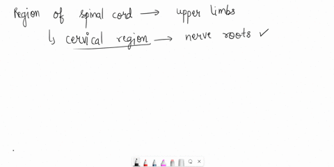 which-region-of-the-spinal-cord-represents-and-controls-the-upper-limbs-65328