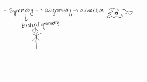 which-of-the-following-animals-body-should-bilateral-symmetry-in-starfish-jellyfish-earthworm-sponge-11525