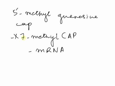 what-would-happen-if-the-5-methyl-guanosine-was-not-added-to-an-mrna-a-the-transcript-would-degrad-2-47162