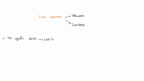 question-11-in-lac-operon-regulation-what-happens-when-e-coli-is-grown-in-medium-containing-both-glucose-and-lactose-a-both-crp-and-the-lac-repressor-are-bound-to-the-dna-b-crp-is-bound-to-t-48883