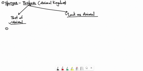 sponges-lack-a-number-of-featurescharacteristics-associated-with-the-average-animal-yet-are-placed-in-kingdom-animalia-why-in-your-answer-include-features-of-porifera-that-support-its-classi-32978