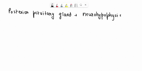 list-hormones-produces-by-the-posterior-pituitary-gland-99862