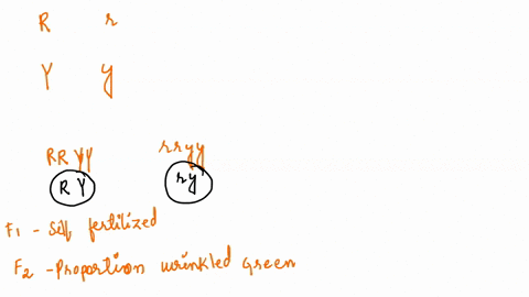 round-seeds-r-are-dominant-to-wrinkled-seeds-r-and-yellow-seeds-y-are-dominant-to-green-seeds-yes-a-homozygous-pea-plant-with-round-and-yellow-seeds-is-crossed-to-a-homozygous-plant-with-wri-44816