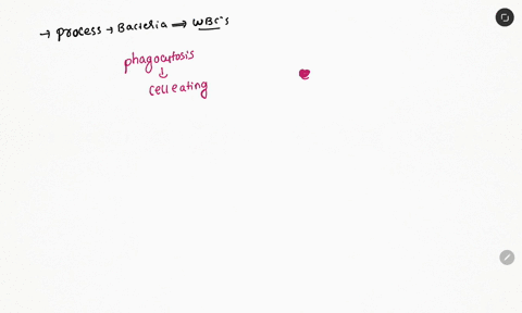 white-blood-cells-are-an-important-component-of-our-immune-system-one-thing-they-do-is-consume-and-destroy-bacteria-by-extending-their-plasma-membrane-around-the-bacterium-and-bringing-it-in-26912