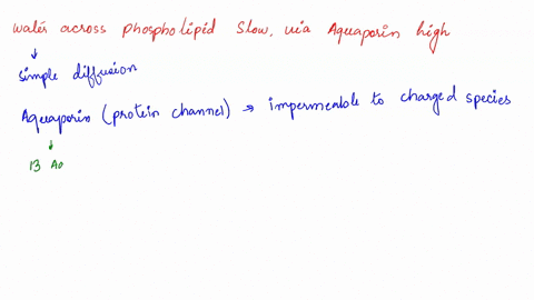 water-can-move-across-a-phospholipid-bilayer-via-simple-diffusion-but-this-process-occurs-very-very-slowly-aquaporins-drastically-speed-up-the-rate-of-osmosis-in-the-space-below-explain-why-03164