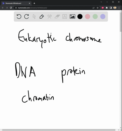 37-all-of-the-following-statements-concerning-the-eukaryotic-chromosome-are-true-except-that-alit-is-composed-of-dna-and-protein-b-the-nucleosome-is-the-structural-subunit-c-it-consists-of-e-25306