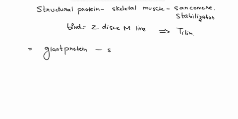 what-structural-protein-in-skeletal-muscle-provides-sarcomere-stabilization-by-binding-the-z-disc-and-m-line-group-of-answer-choices-myosin-troponin-t-titin-desmin-43048