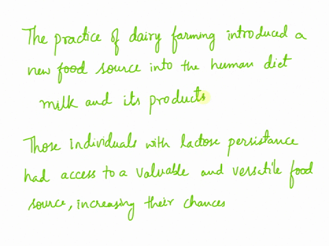 a-majority-of-humans-approximately-70-cannot-digest-milk-after-childhood-lactase-nonpersistent-also-known-as-lactose-intolerant-while-some-are-able-to-digest-milk-as-adult-they-are-lactase-p-47948