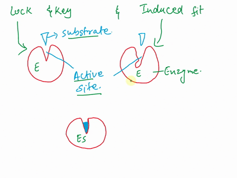 compare-lock-and-key-with-induced-fit-models-of-enzyme-substrate-bunuing-interactions-is-one-preferred-over-the-other-during-which-point-in-substrate-binding-could-one-reasonably-describe-th-58984