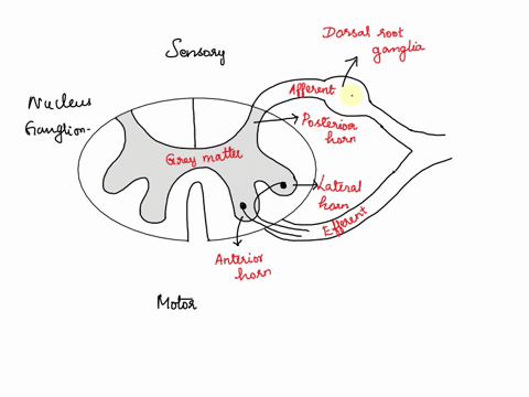 dorsal-root-ganglia-contain-a-cell-bodies-of-somatic-motor-neurons-b-axon-terminals-of-somatic-motor-01213