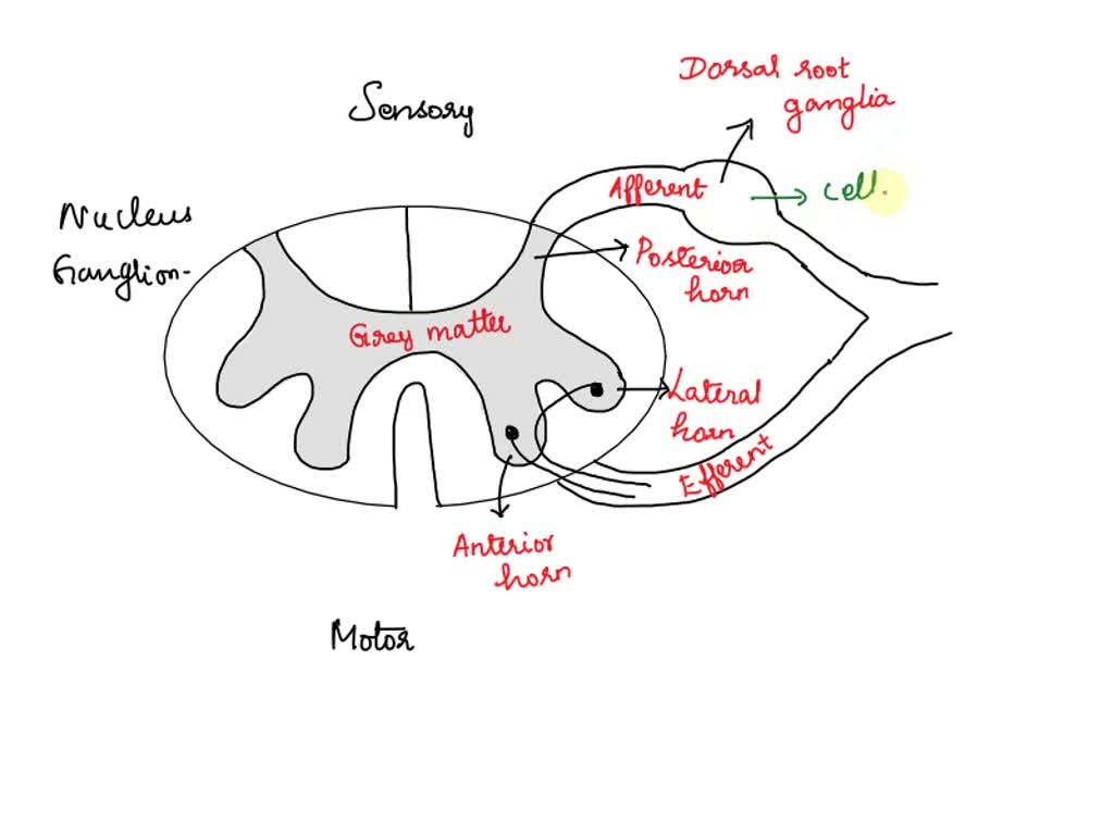 Where Are The Cell Bodies Of Somatic Motor Neurons Found