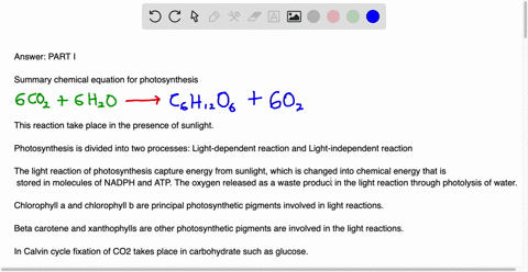 write-the-summary-chemical-equation-for-photosynthesis-photosynthesis-is-divided-into-two-processes-what-happens-during-the-light-reactions-what-is-the-principal-photosynthetic-pigment-invol-98206
