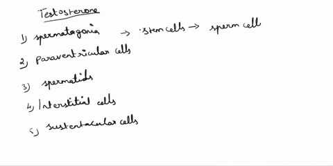 please-choose-correct-answer-fast-which-cells-produce-testosterone-multiple-choice-spermatogonia-paraventricular-cells-spermatids-interstitial-cells-sustentacular-cells-83491