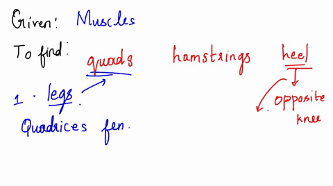 muscle-groups-and-antagonists-list-the-muscles-referred-to-as-the-quads-list-the-muscles-referred-to-as-the-hamstrings-which-muscle-acting-alone-can-place-your-heel-on-the-opposite-knee-the-69775