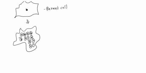 when-a-parent-cell-makes-several-nuclei-and-divides-to-make-several-daughter-cells-it-is-called-_____-a-meiosis-b-mitosis-c-binary-fission-d-multiple-fission-38416