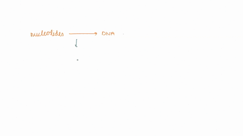 what-type-of-bond-holds-adjacent-nucleotides-together-in-a-single-dna-strand-hydrogen-bonds-non-polar-covalent-bond-ionic-bonds-phosphodiester-bond-peptide-bond-36574