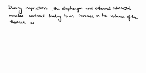 what-causes-the-intrapulmonary-pressure-to-decrease-during-inspiration-54871