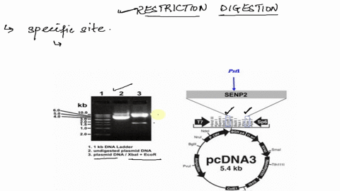 please-answer-the-following-questions-15-points-the-following-figure-shows-your-dna-agarose-gel-electrophoresis-result-left-panel-and-the-map-of-the-recombinant-plasmid-called-pcdna3-senp2-r-77984