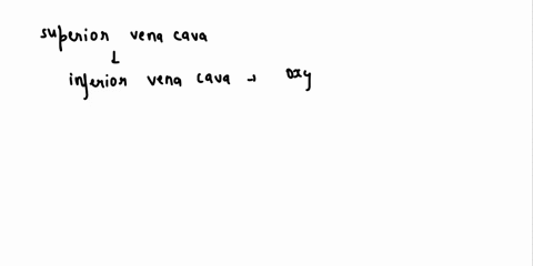 place-the-correct-word-each-statement-and-then-put-the-statcmcnts-order-50-that-hey-describe-the-path-of-blood-through-the-heant-drto-lhe-terl-blocte-belorr-inlo-tntlt-coneci-01041-dond-the-03986