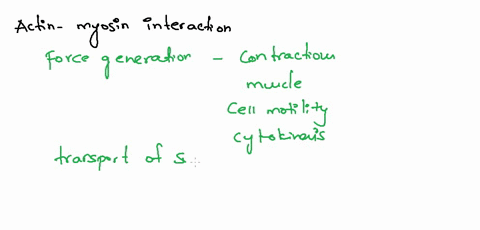 myosin-is-a-motor-protein-involved-in-animal-cell-cytokinesis-it-binds-to-atp-or-adp-causing-the-myosin-to-move-with-respect-to-actin-what-is-the-effect-of-the-interaction-between-myosin-and-92562