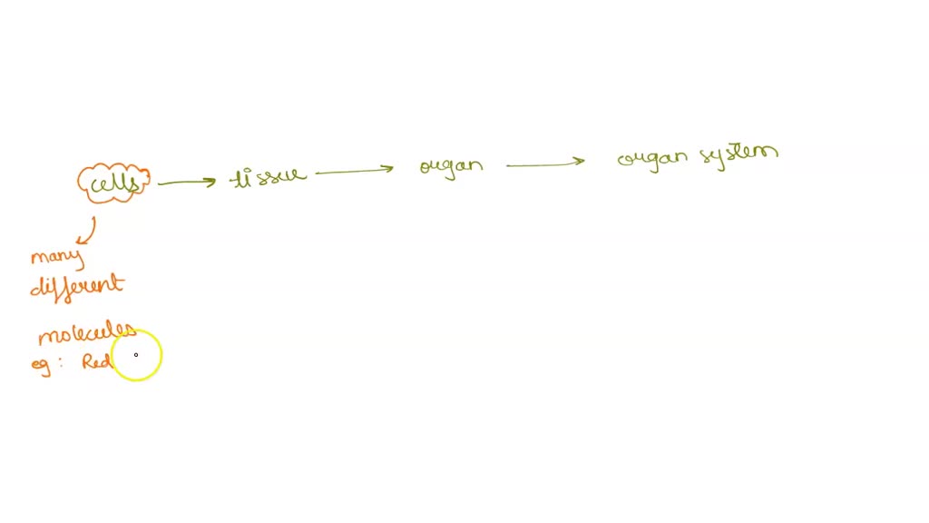 which level of organization of an organism is the simplest