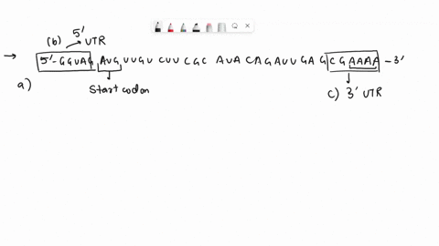 in-order-to-answer-the-question-consider-this-mrna-sequence5-gguagauguugucuucgcauacagauugagcgaaaa-3a-underline-the-start-and-stop-codons-the-start-codon-aug-defines-the-reading-frameb-indica-69737