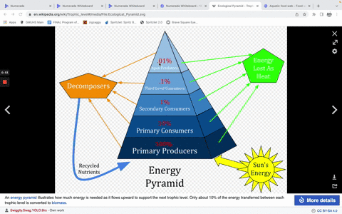 1-pt-the-distribution-of-biomass-in-a-typical-terrestrial-ecosystemis-the-same-in-almost-all-ecosystems-the-biomass-living-matter-of-plants-is-much-more-than-the-biomass-of-herbivores-and-th-83454