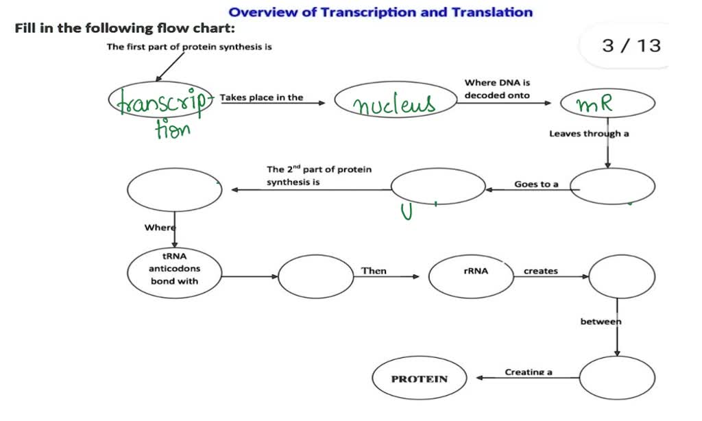 dna transcription and translation flowchart