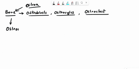 quentlon-the-structure-labeled-with-the-letter-in-the-provided-osteon-picture-shovm-belon-etatot-a-canaliculi-b-lacunae-c-central-canal-dbone-lamellae-54772