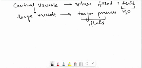 the-following-is-correct-about-the-central-vacuole-in-plant-cells-except-select-one-a-it-stores-waste-b-it-indirectly-helps-in-providing-energy-to-the-plant-cell-cit-degrades-and-recycles-ma-93663