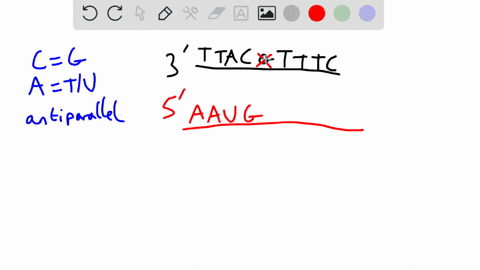 if-the-guanine-g-in-the-dna-sequence-3-ttacgtttc-is-deleted-what-are-the-first-2-amino-acids-that-will-be-joined-at-the-ribosome-remember-there-is-a-start-codon-use-the-information-on-this-c-10247