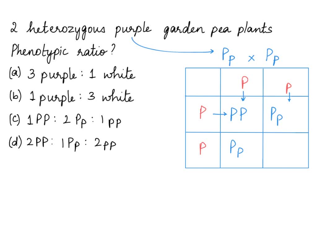 SOLVED: Use Punnent square t0 diagram Test-C cross pea plant that is ...