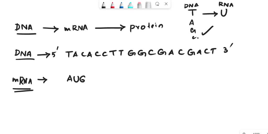 SOLVED: The 4th C in the original sequence of DNA shown below is ...