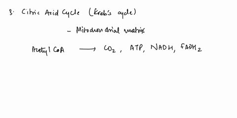 cellular-respiration-cellular-respiration-is-the-complete-oxidation-of-glucose-to-generate-large-amounts-of-atp-using-an-electron-transport-chain-that-is-able-to-harness-the-energy-from-our-80678