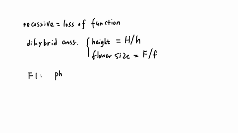 assume-that-plant-height-and-flower-size-in-four-oclock-plants-display-antogonistic-phenotypes-four-oclock-plants-can-be-tall-or-short-and-the-flowers-can-be-large-or-small-assume-each-trait-20907