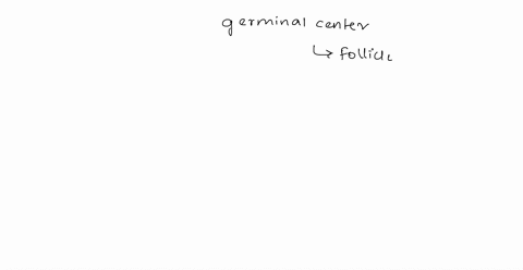 which-cell-in-the-germinal-center-in-the-follicle-of-the-lymph-node-is-responsible-for-selecting-the-b-cell-that-bas-the-highest-affinity-for-antigen-following-somatic-hypermutation-a-thymic-80801